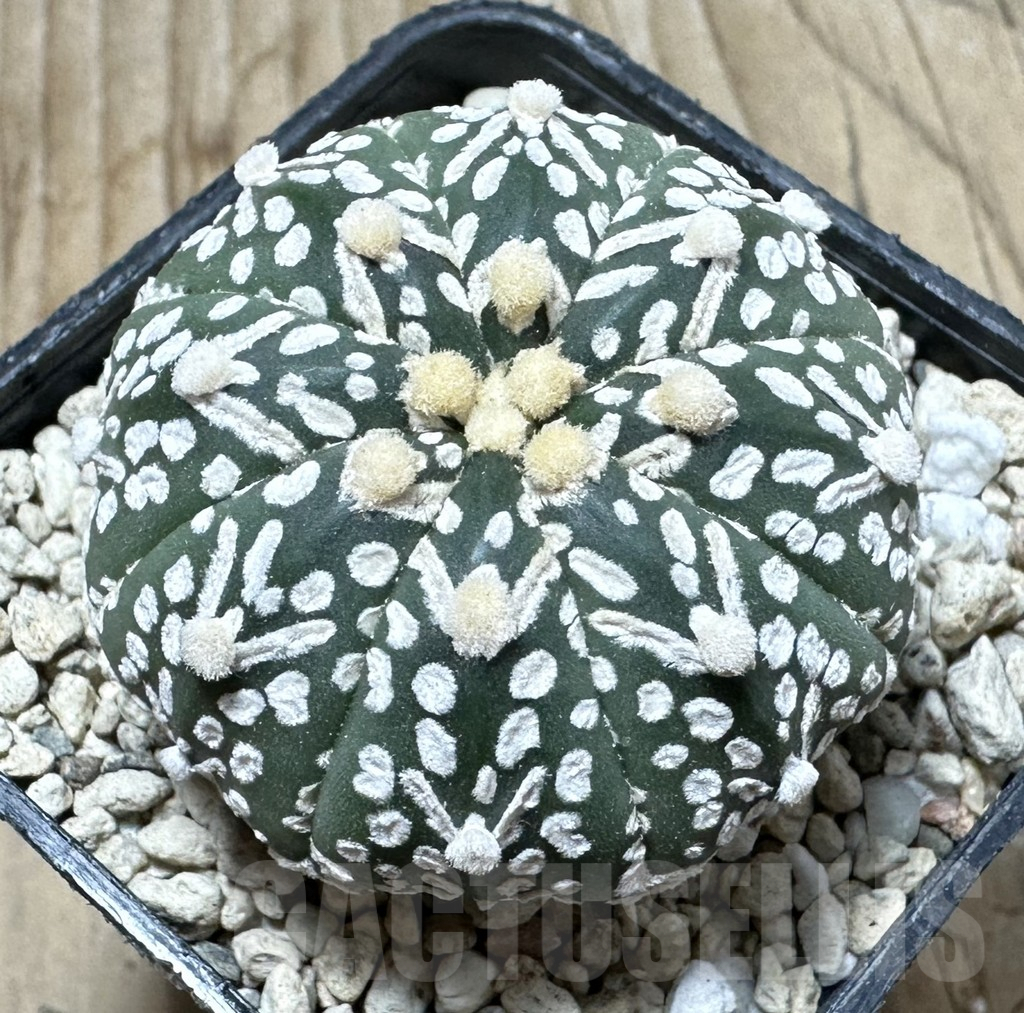 SHPR33901 Astrophytum asterias ‘Super Kabuto’ V-Type