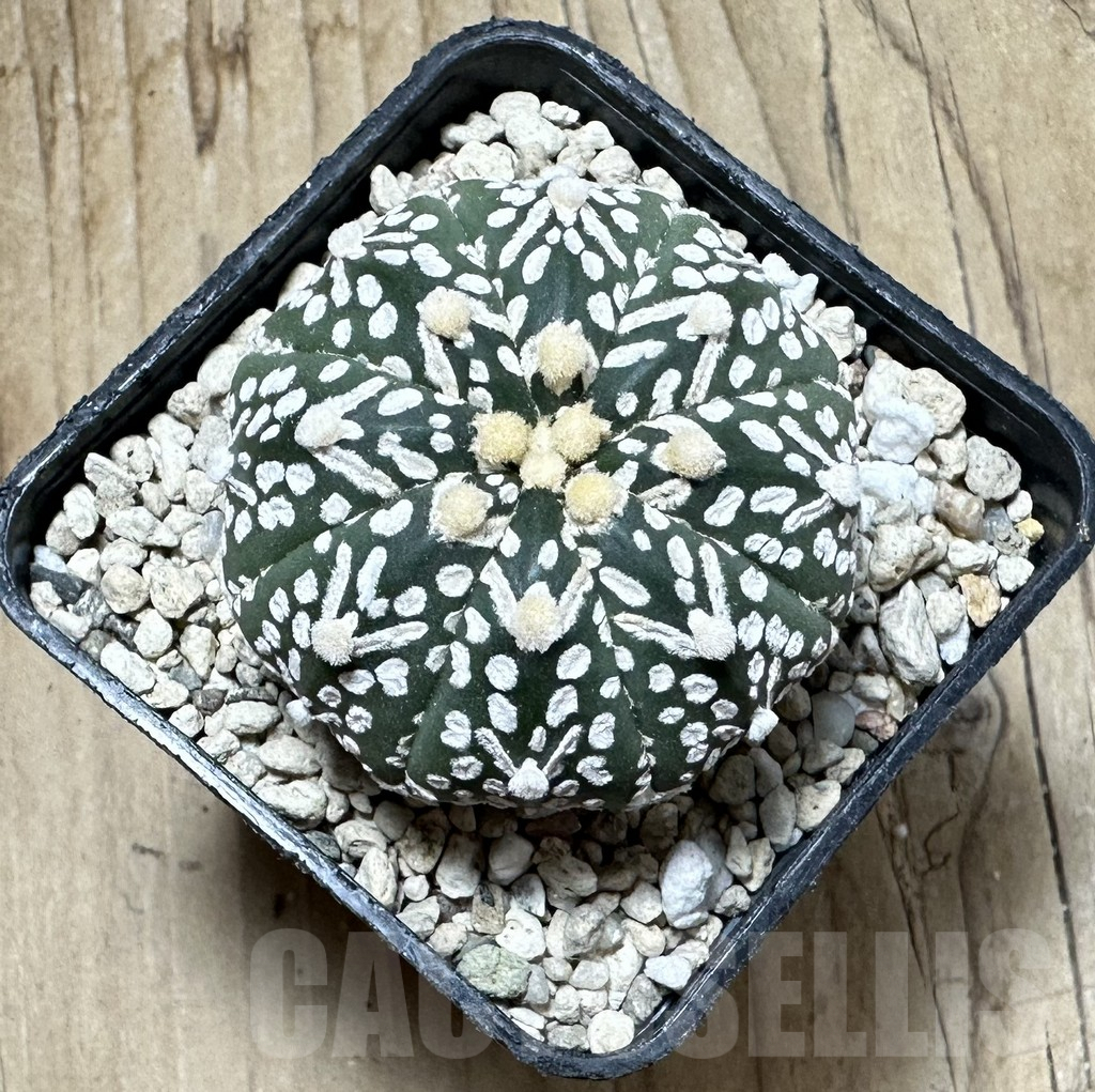 SHPR33901 Astrophytum asterias ‘Super Kabuto’ V-Type – Image 2