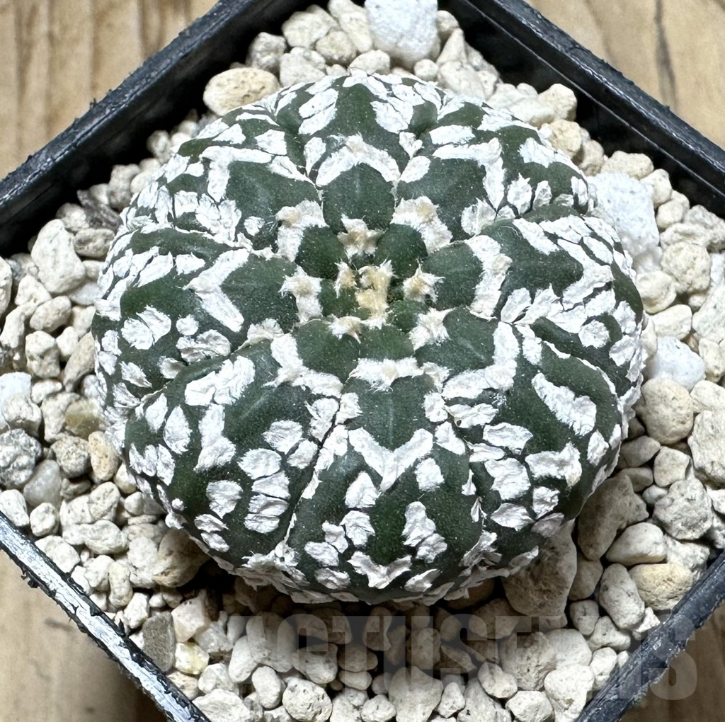 SHPR33902 Astrophytum asterias ‘Super Kabuto’ V-Type