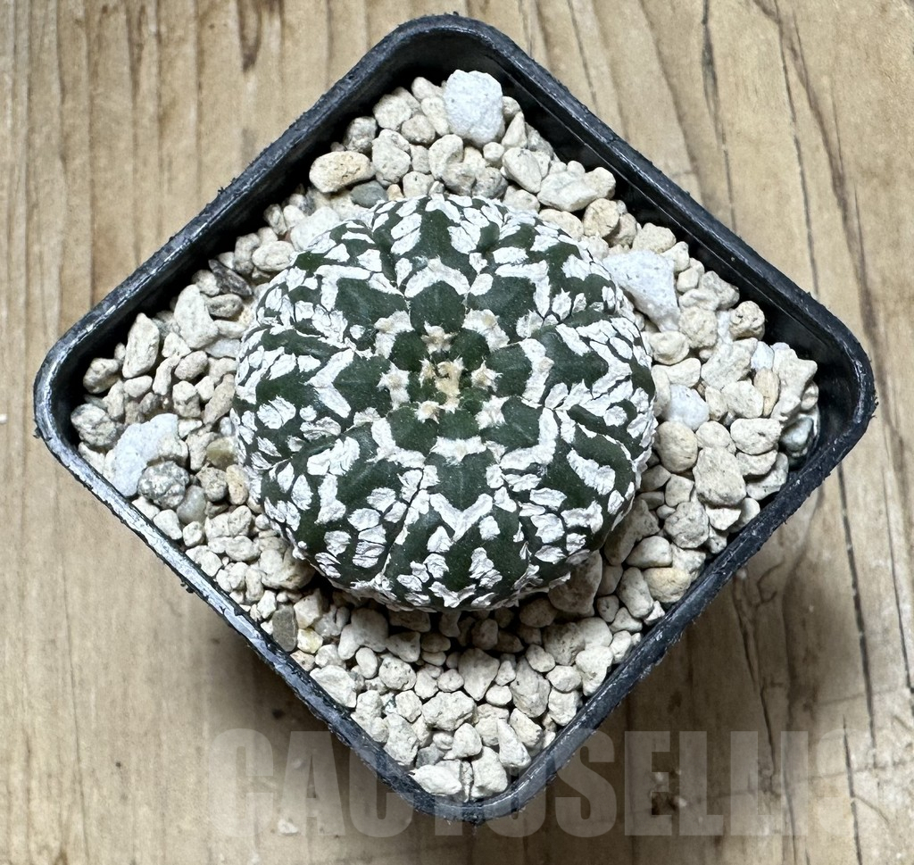 SHPR33902 Astrophytum asterias ‘Super Kabuto’ V-Type – Image 2