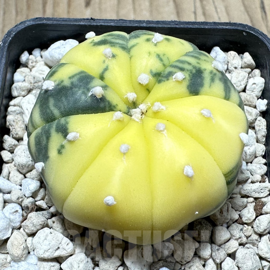 SHPR33906 Astrophytum asterias f. variegata