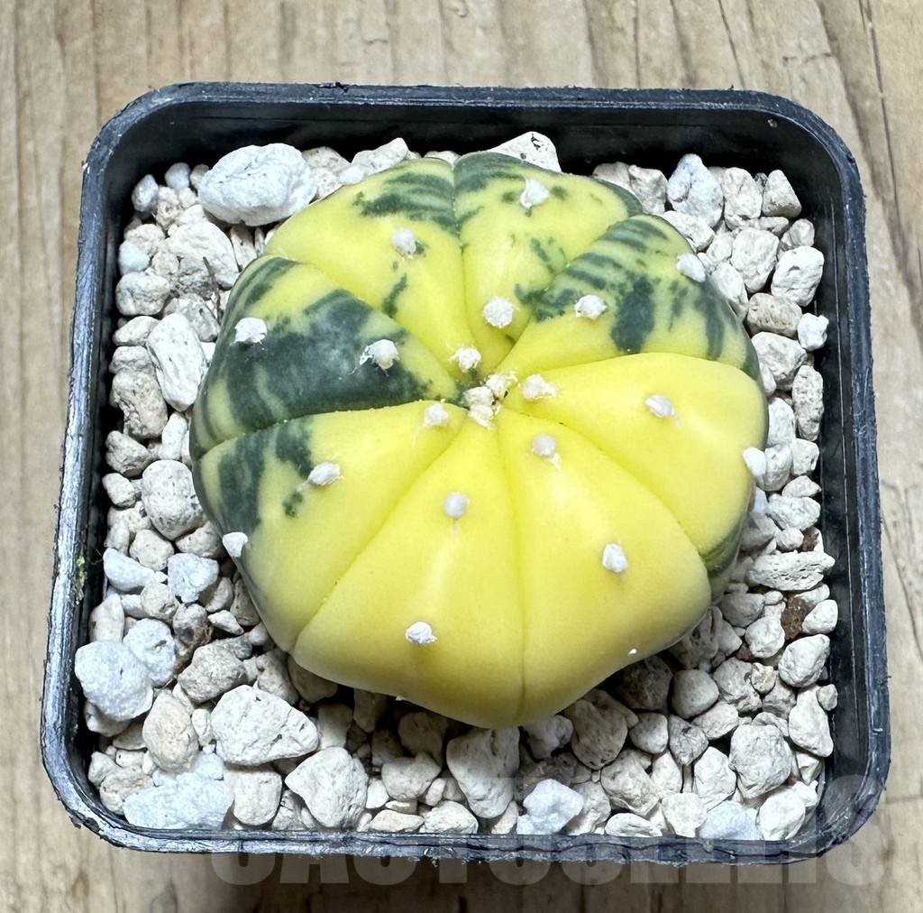 SHPR33906 Astrophytum asterias f. variegata – Bild 2