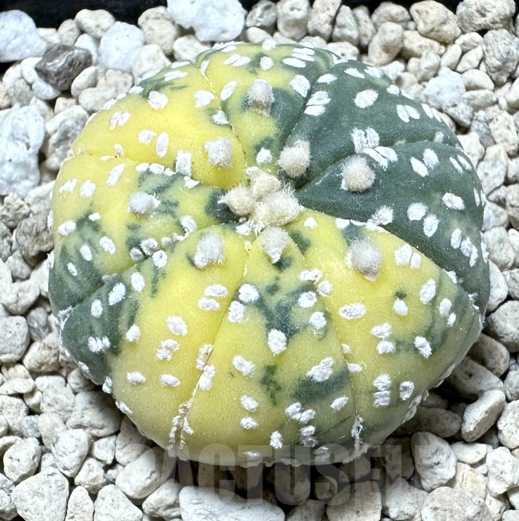 SHPR33908 Astrophytum asterias f. variegata