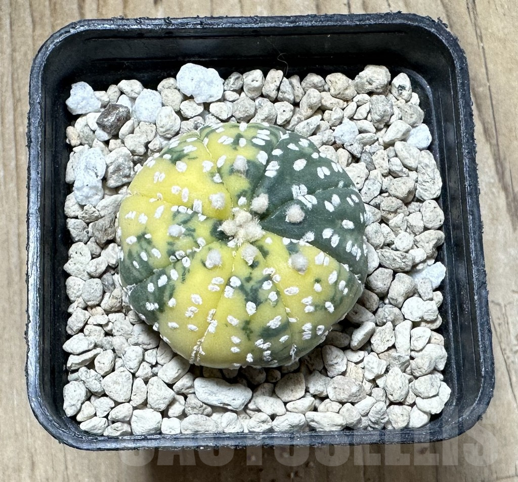 SHPR33908 Astrophytum asterias f. variegata - Зображення 2