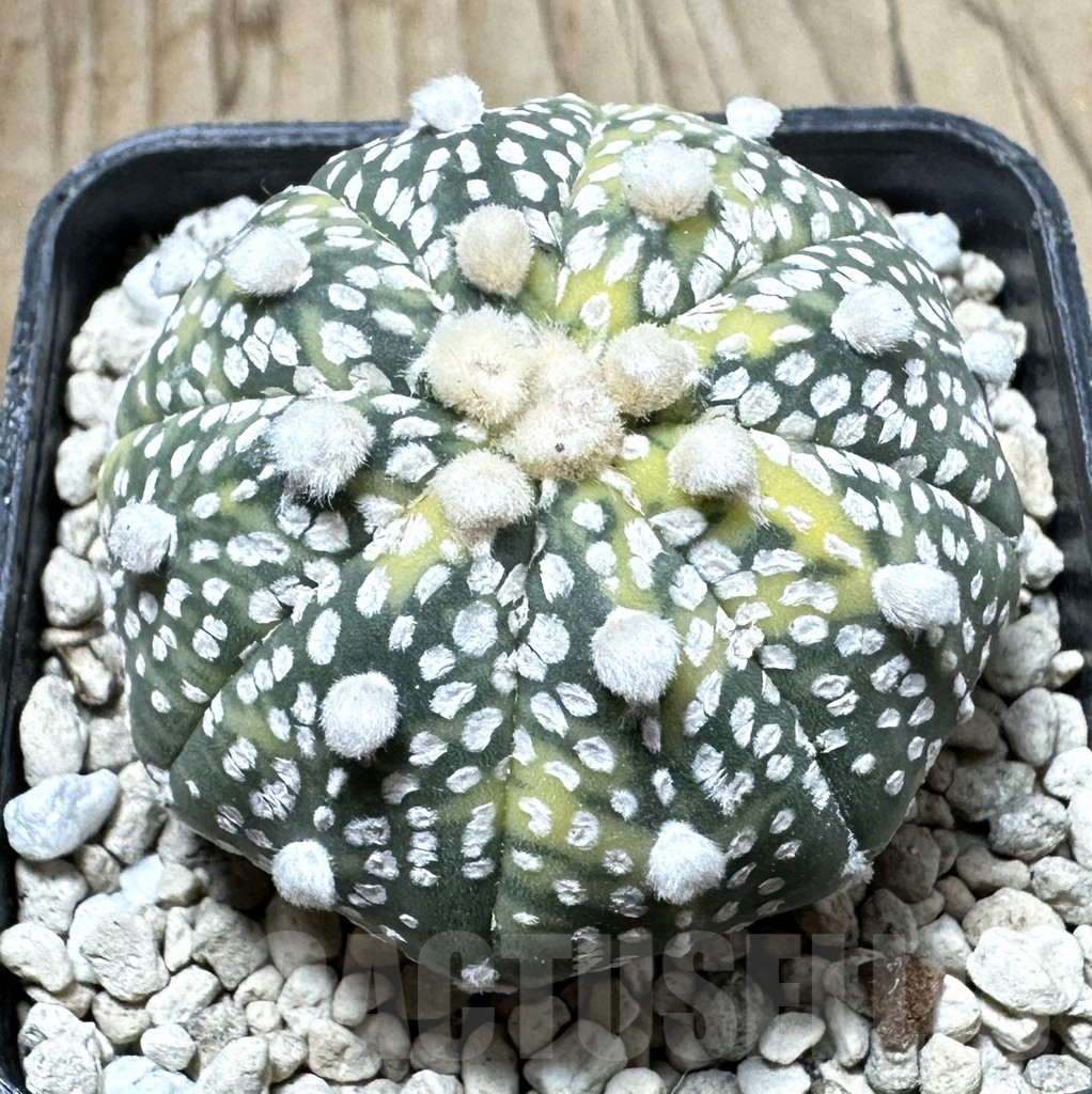 SHPR33910 Astrophytum asterias ‘Super Kabuto’ f. variegata