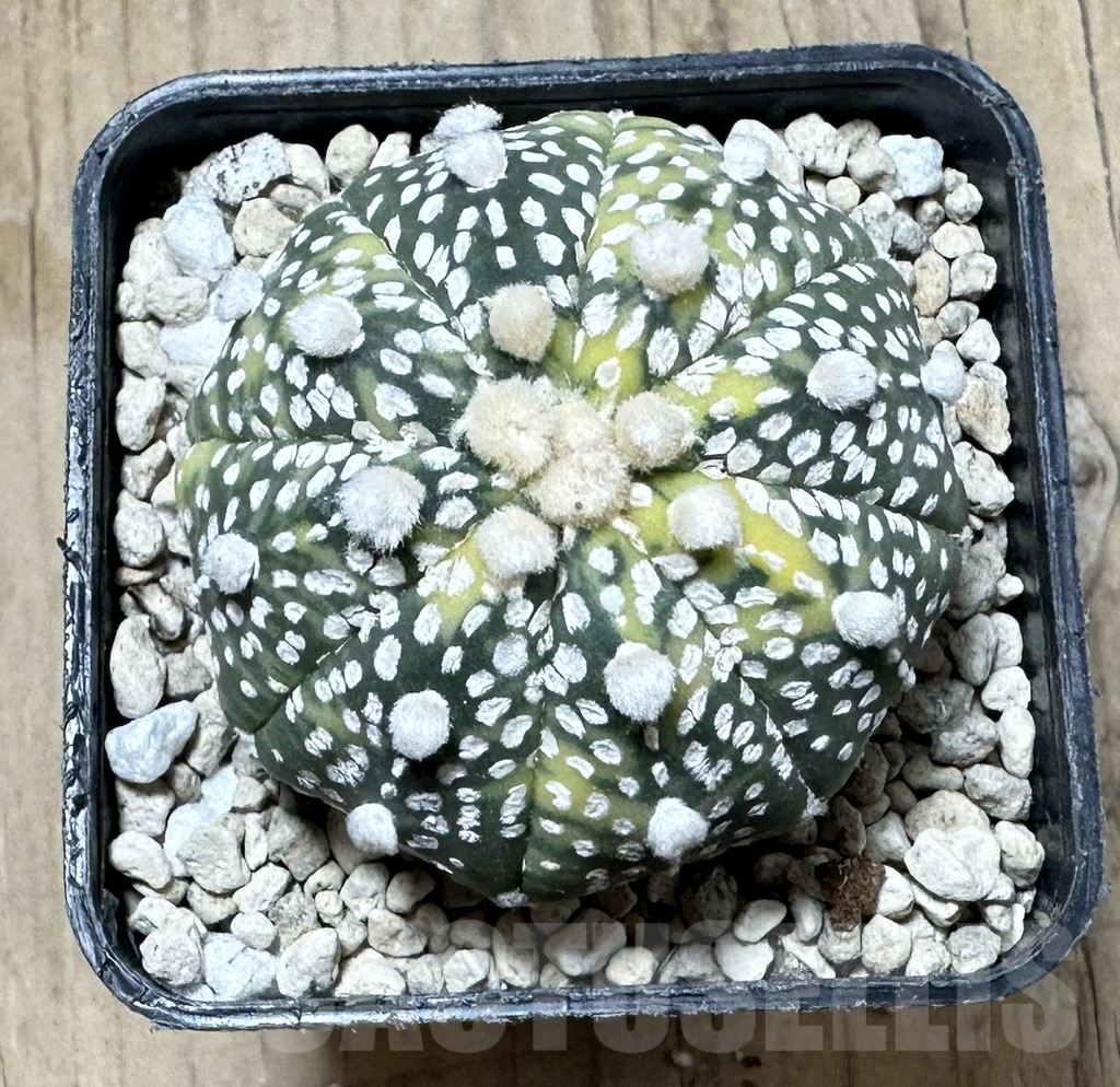 SHPR33910 Astrophytum asterias ‘Super Kabuto’ f. variegata - Зображення 2