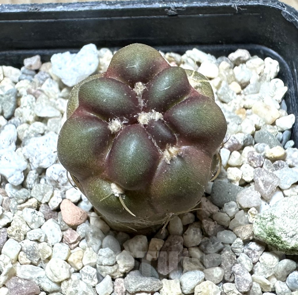 SHPR33921 Cintia knizei