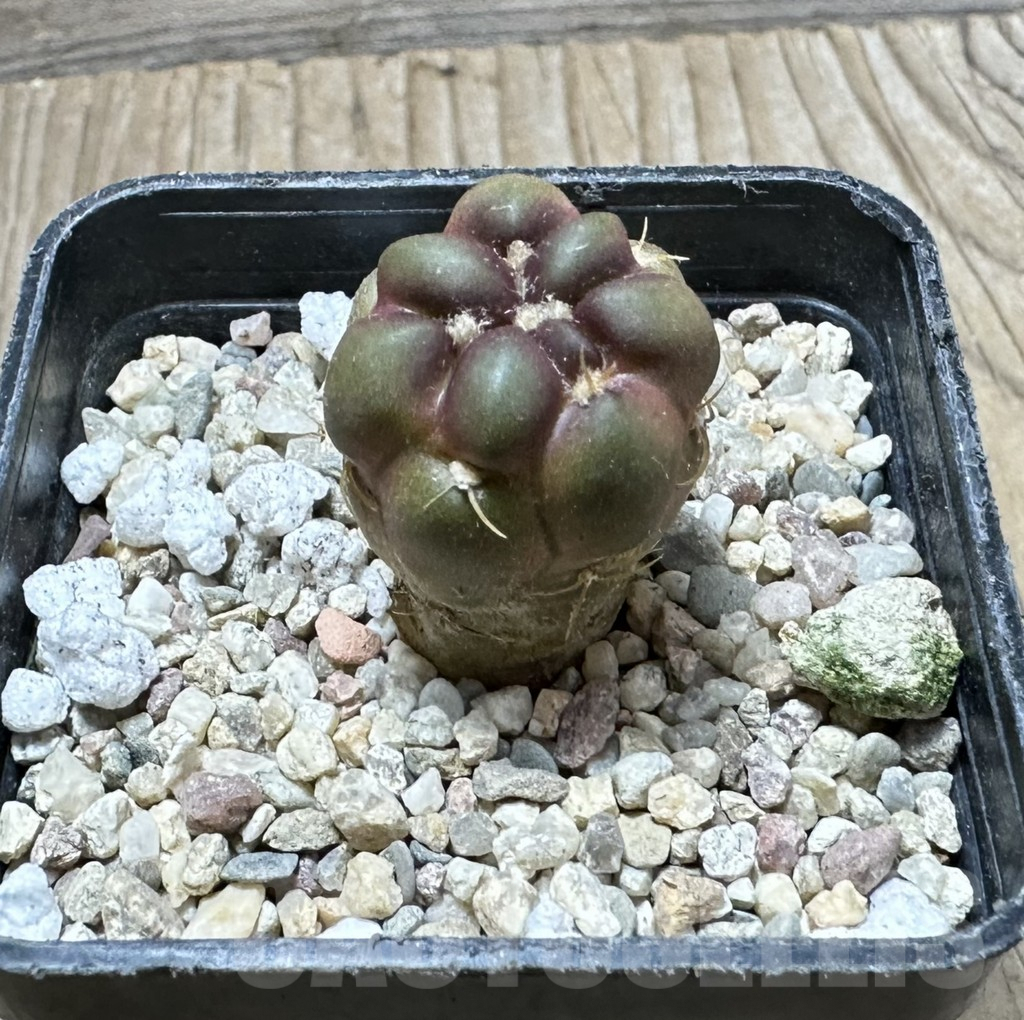 SHPR33921 Cintia knizei - Image 2