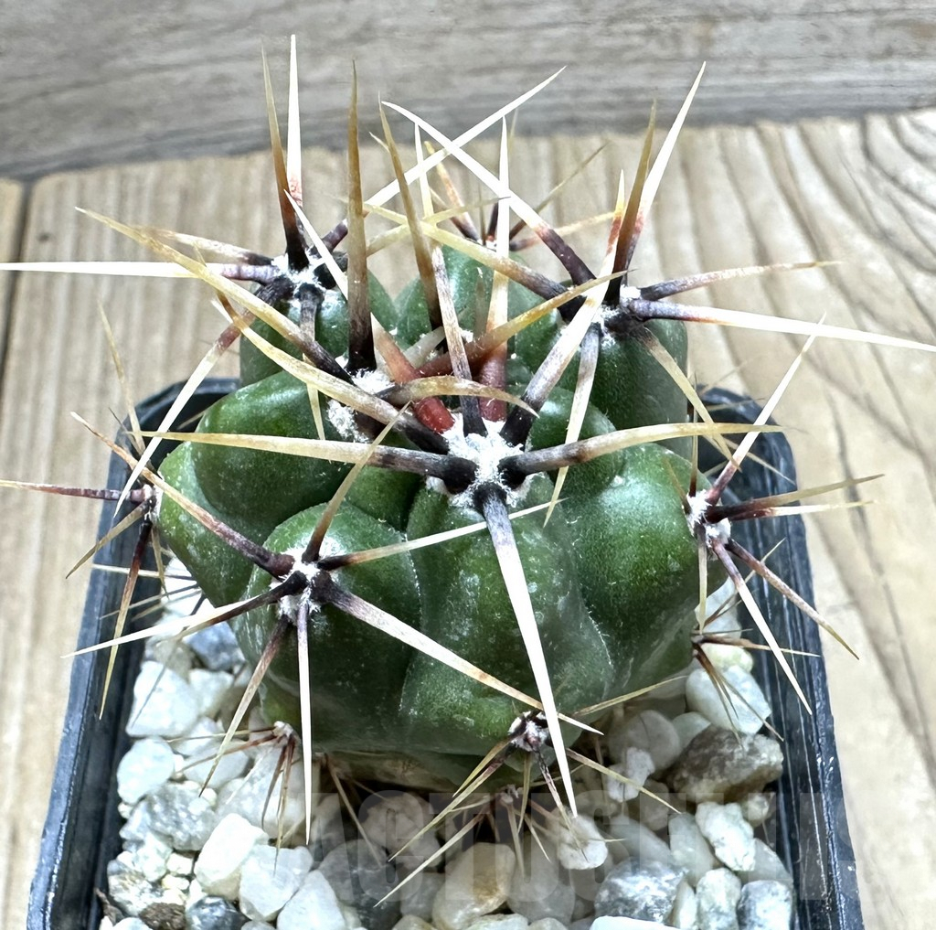 SHPR33926 Gymnocalycium achirasense v. chacrasense