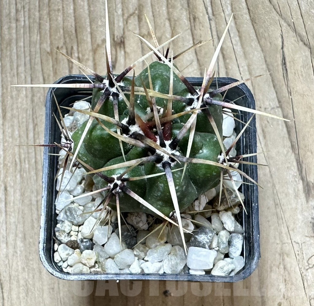 SHPR33926 Gymnocalycium achirasense v. chacrasense - Imagen 2