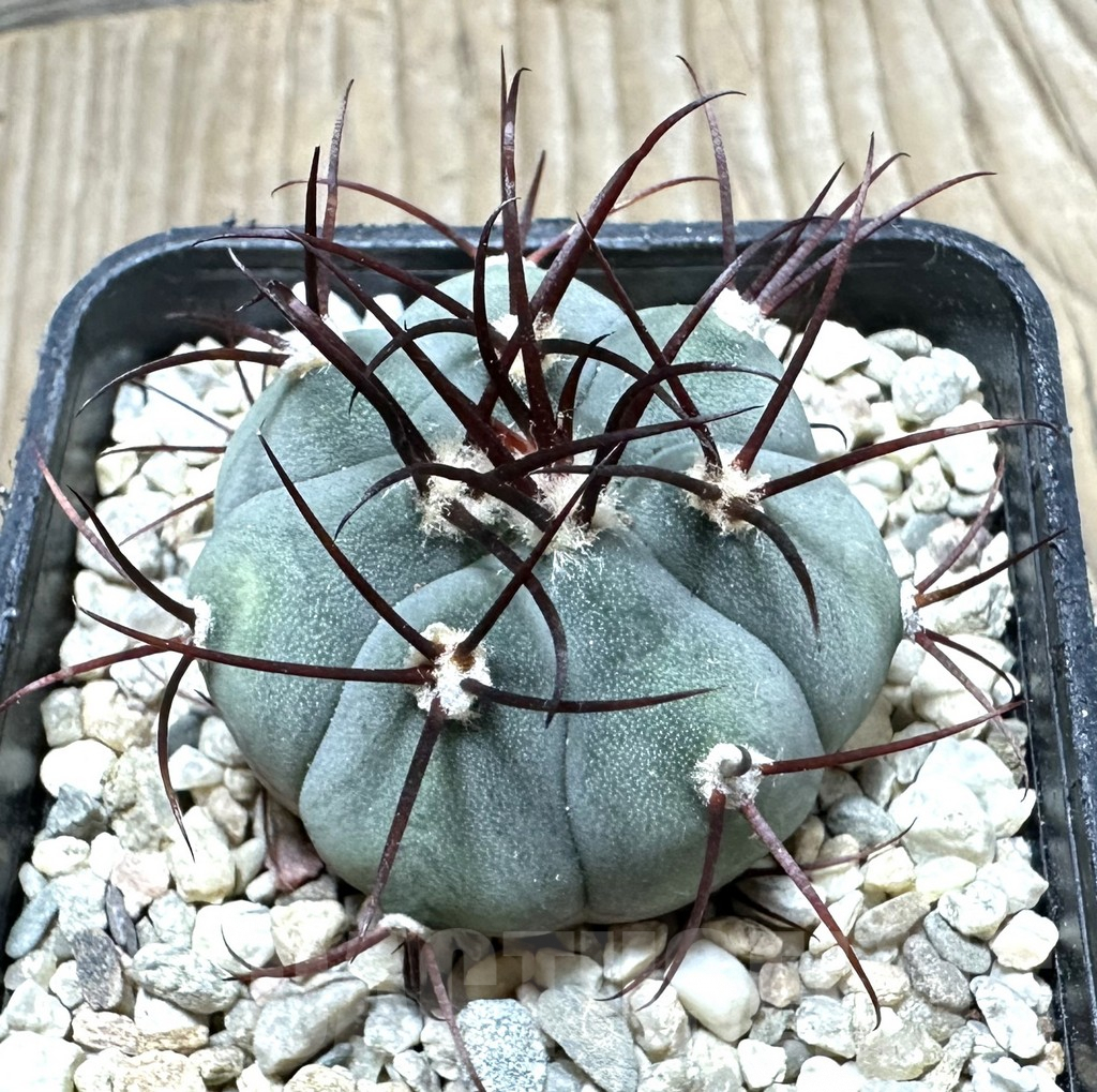 SHPR33927 Gymnocalycium cabreraense VOS 2122
