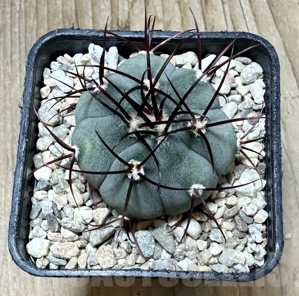 SHPR33927 Gymnocalycium cabreraense VOS 2122 - Image 2