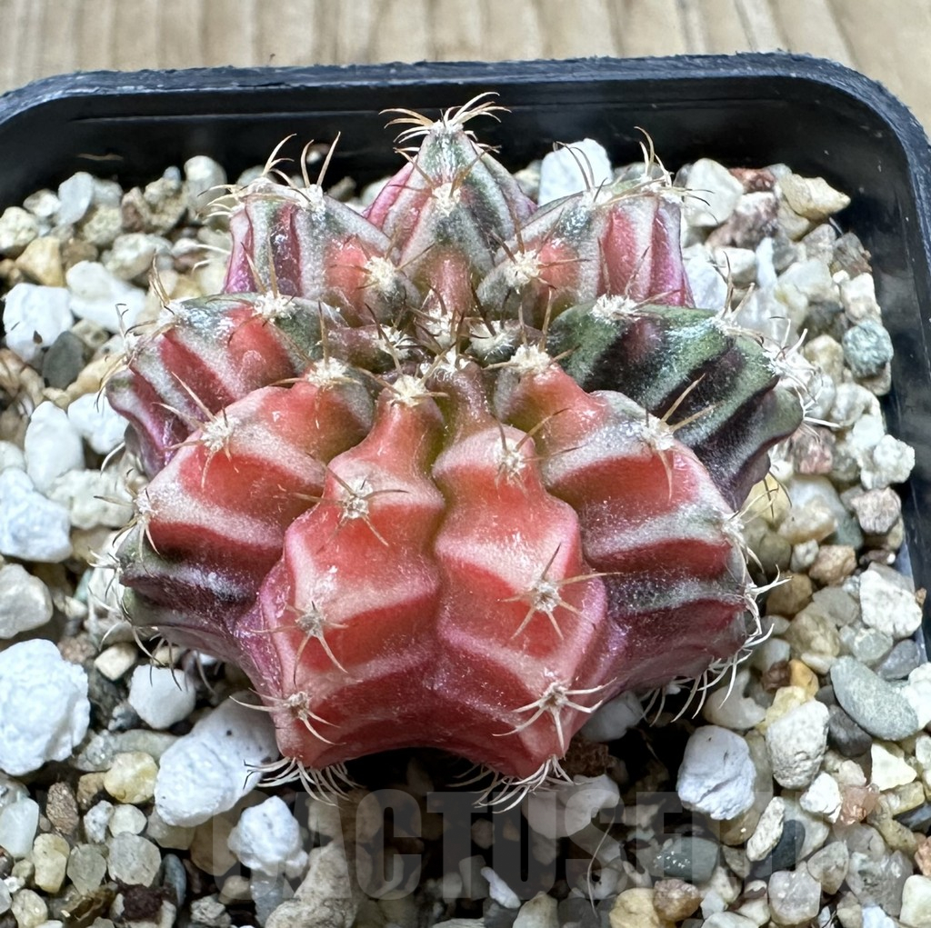 SHPR33928 Gymnocalycium mihanovichii f. variegata, seedling