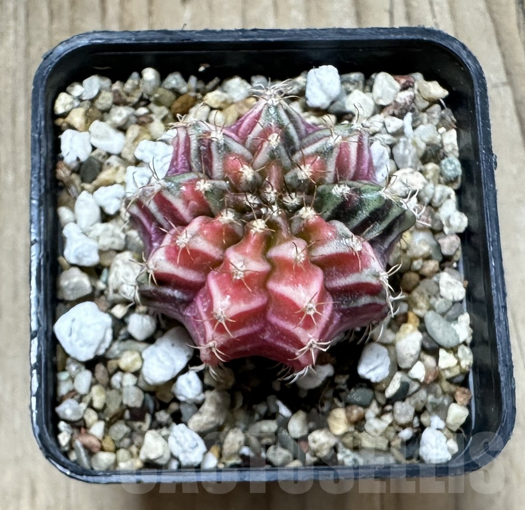 SHPR33928 Gymnocalycium mihanovichii f. variegata, seedling - Зображення 2