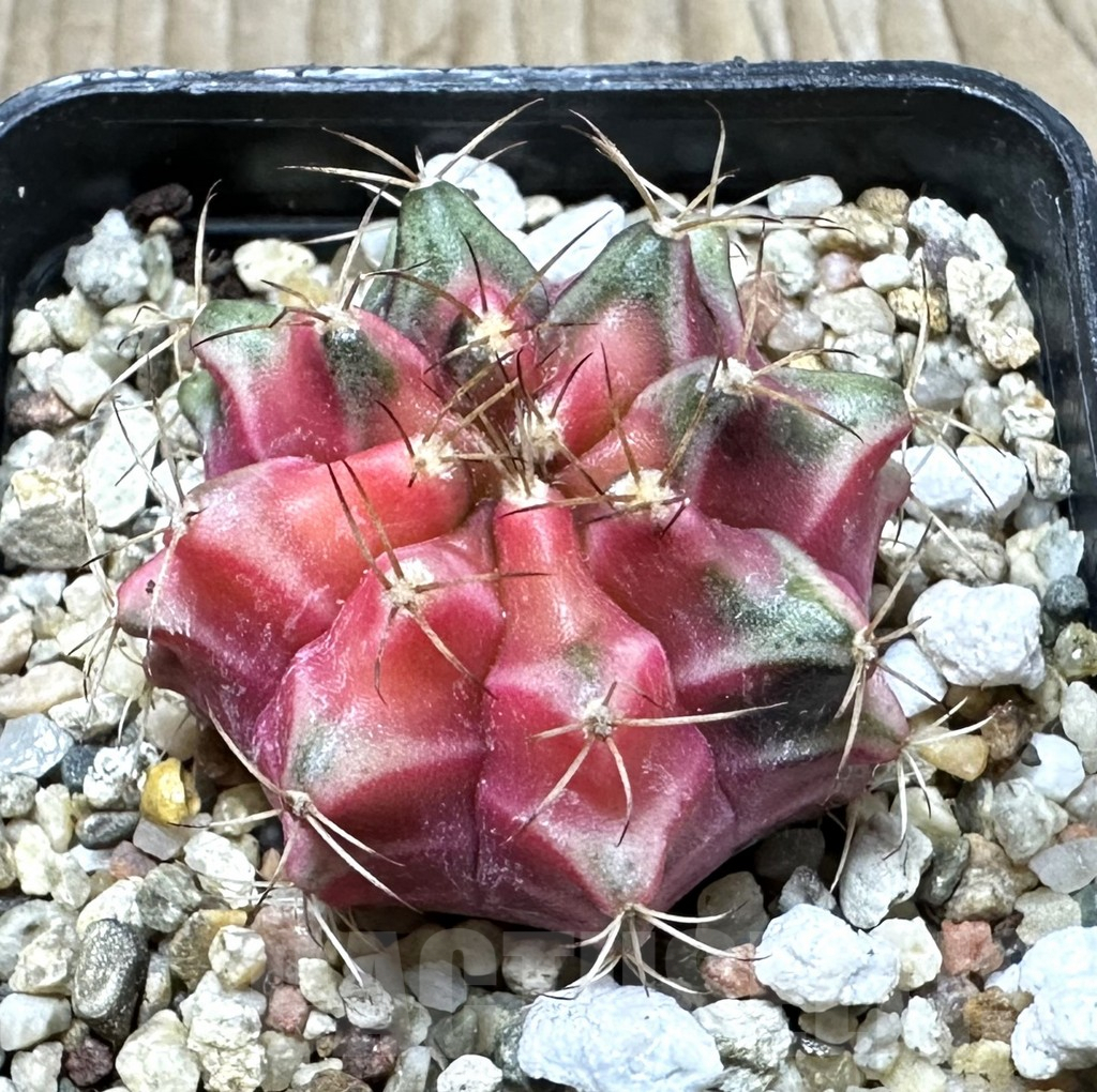 SHPR33929 Gymnocalycium mihanovichii f. variegata, seedling