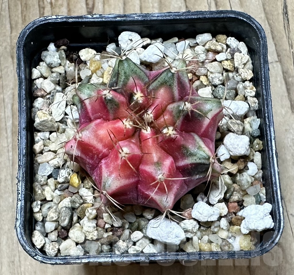 SHPR33929 Gymnocalycium mihanovichii f. variegata, seedling - Imagen 2