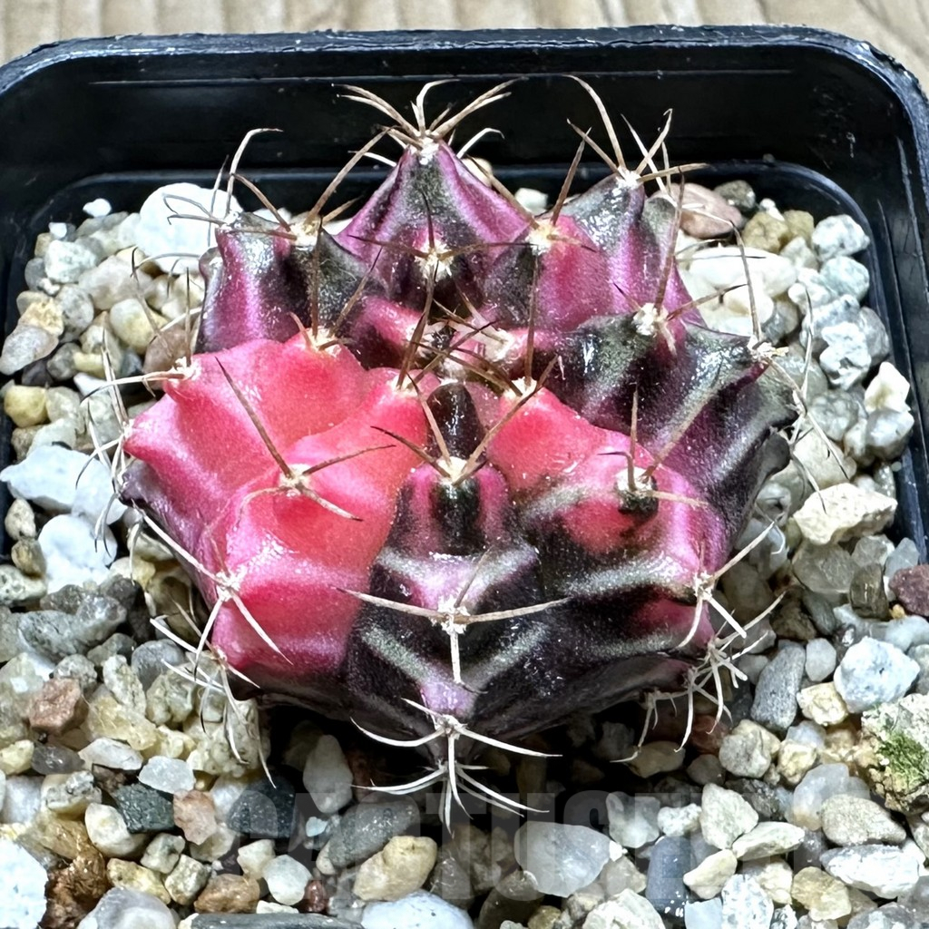 SHPR33930 Gymnocalycium mihanovichii f. variegata, seedling