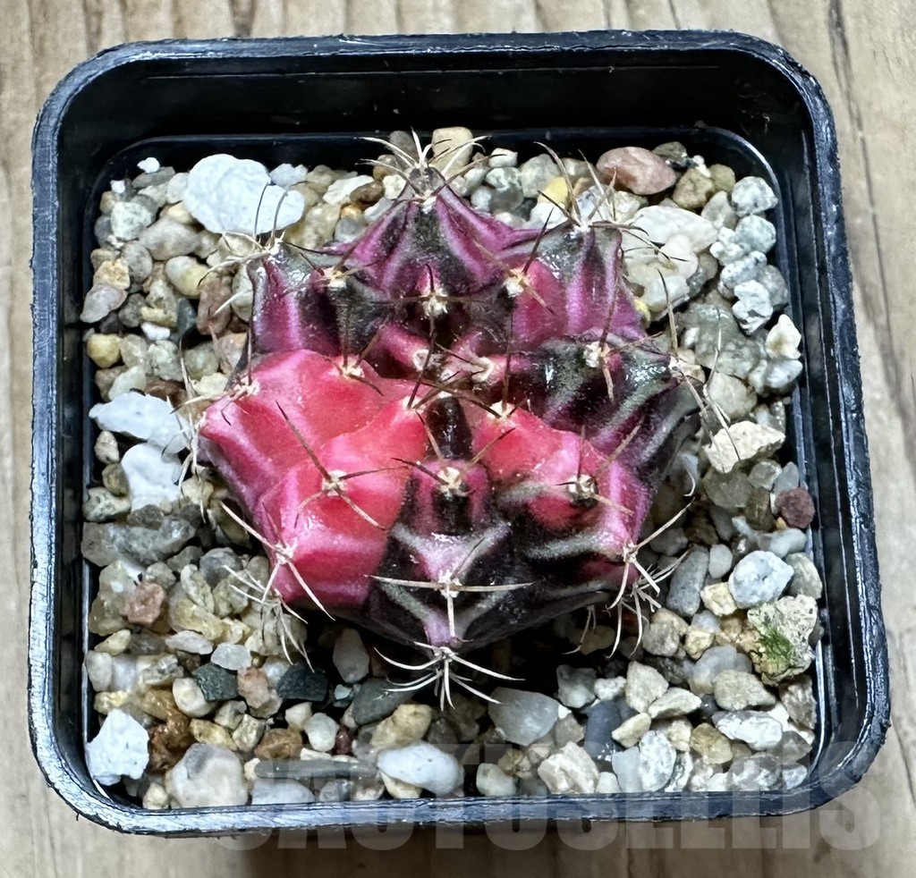 SHPR33930 Gymnocalycium mihanovichii f. variegata, seedling - Obrázek 2