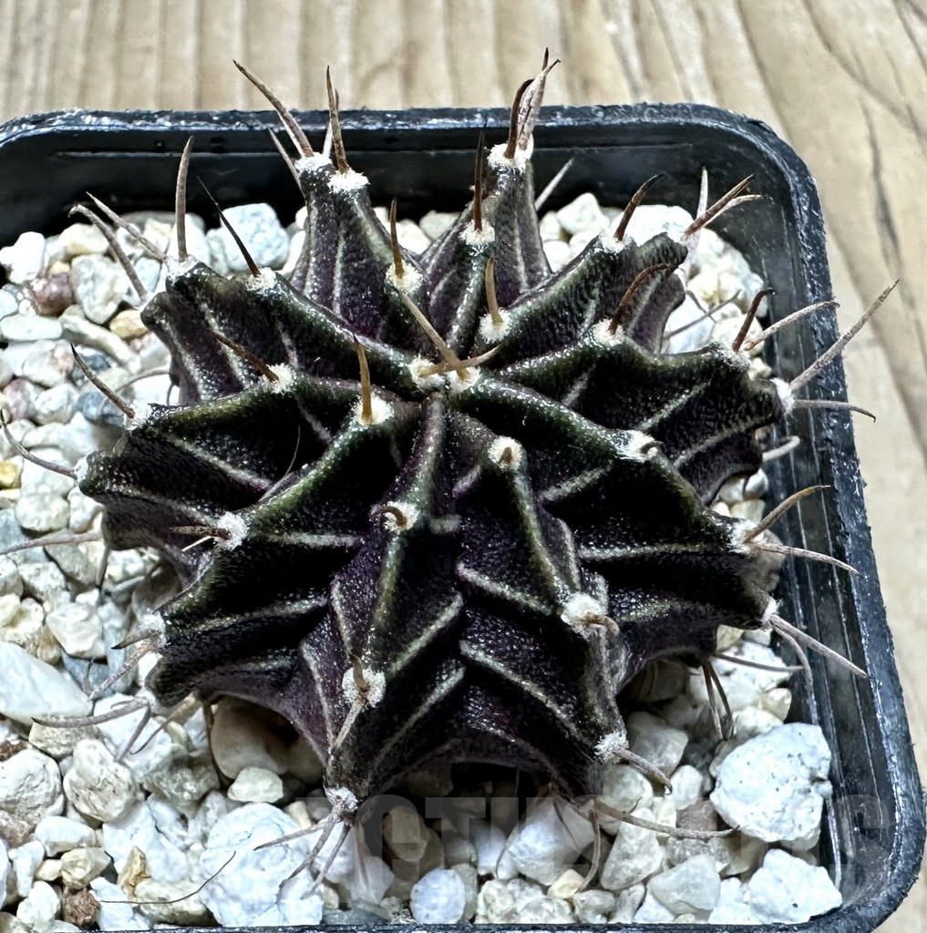 SHPR33933 Gymnocalycium mihanovichii ‘Uno spines’ seedling - Obrázek 2