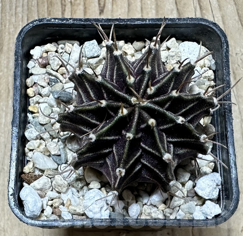 SHPR33933 Gymnocalycium mihanovichii ‘Uno spines’ seedling - Obrázek 3