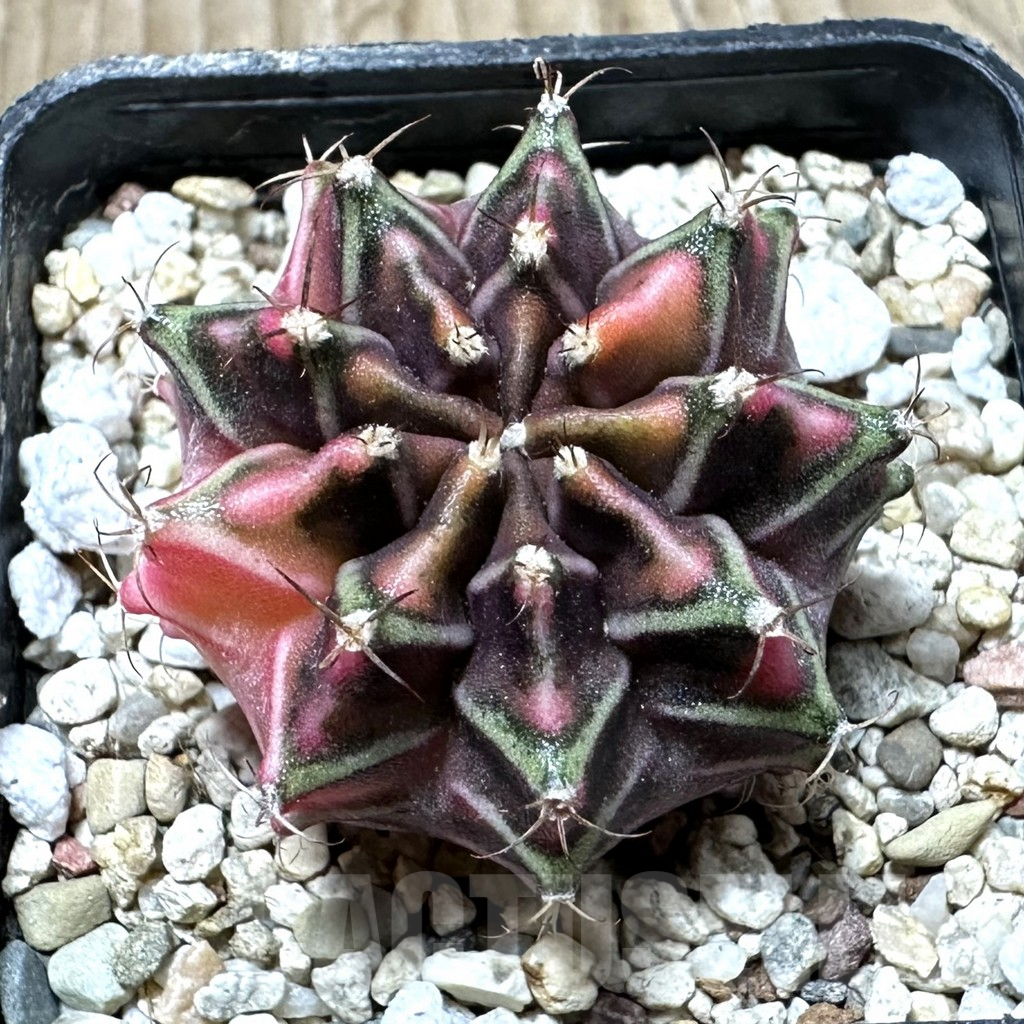 SHPR33934 Gymnocalycium mihanovichii f. variegata, seedling