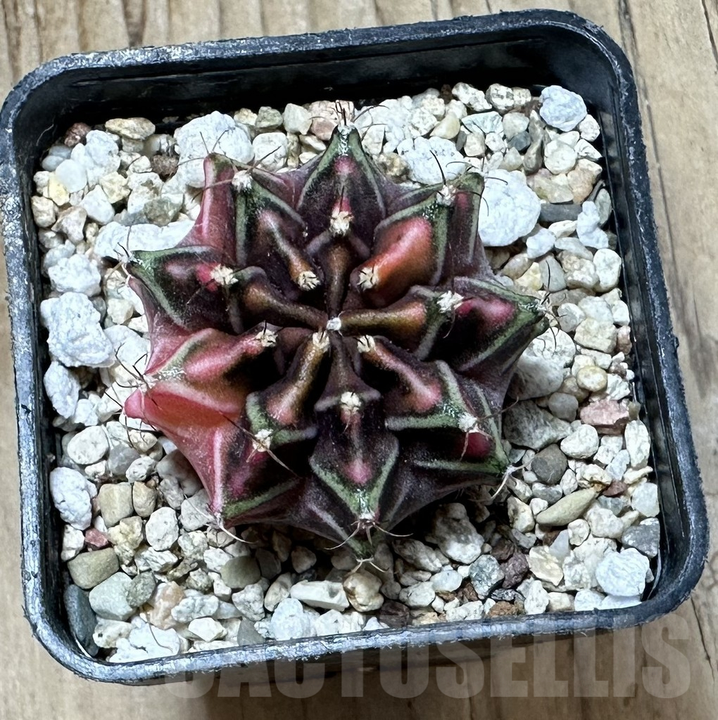 SHPR33934 Gymnocalycium mihanovichii f. variegata, seedling - Image 2