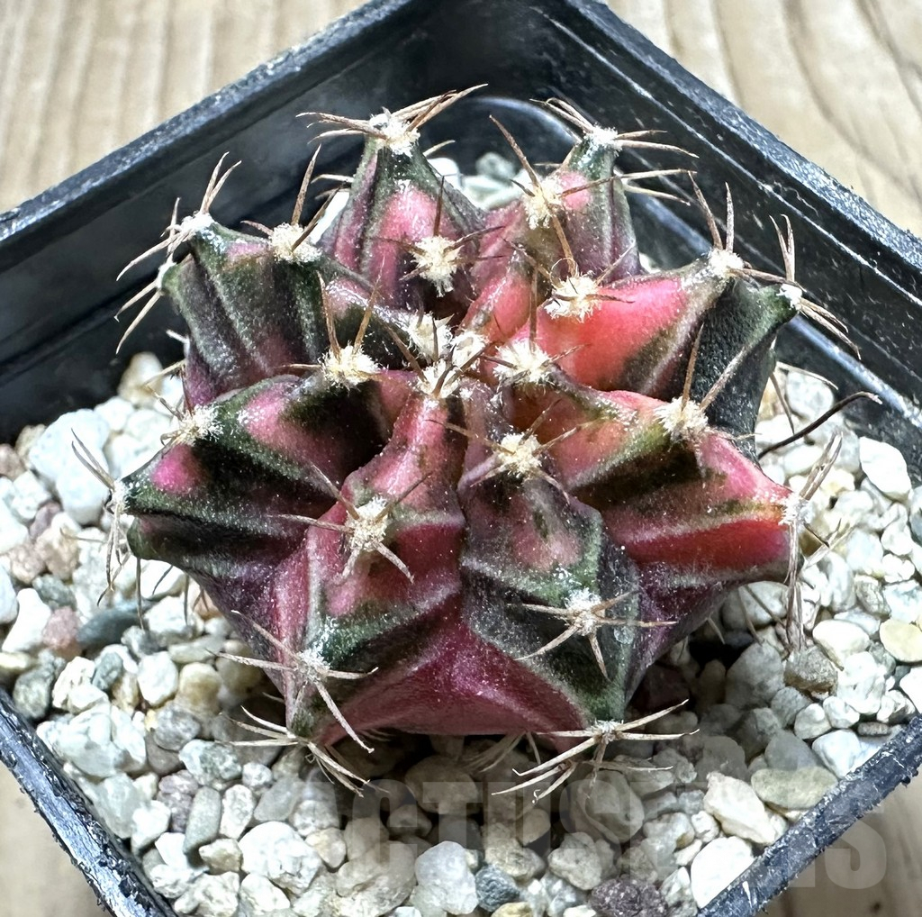 SHPR33935 Gymnocalycium mihanovichii f. variegata, seedling