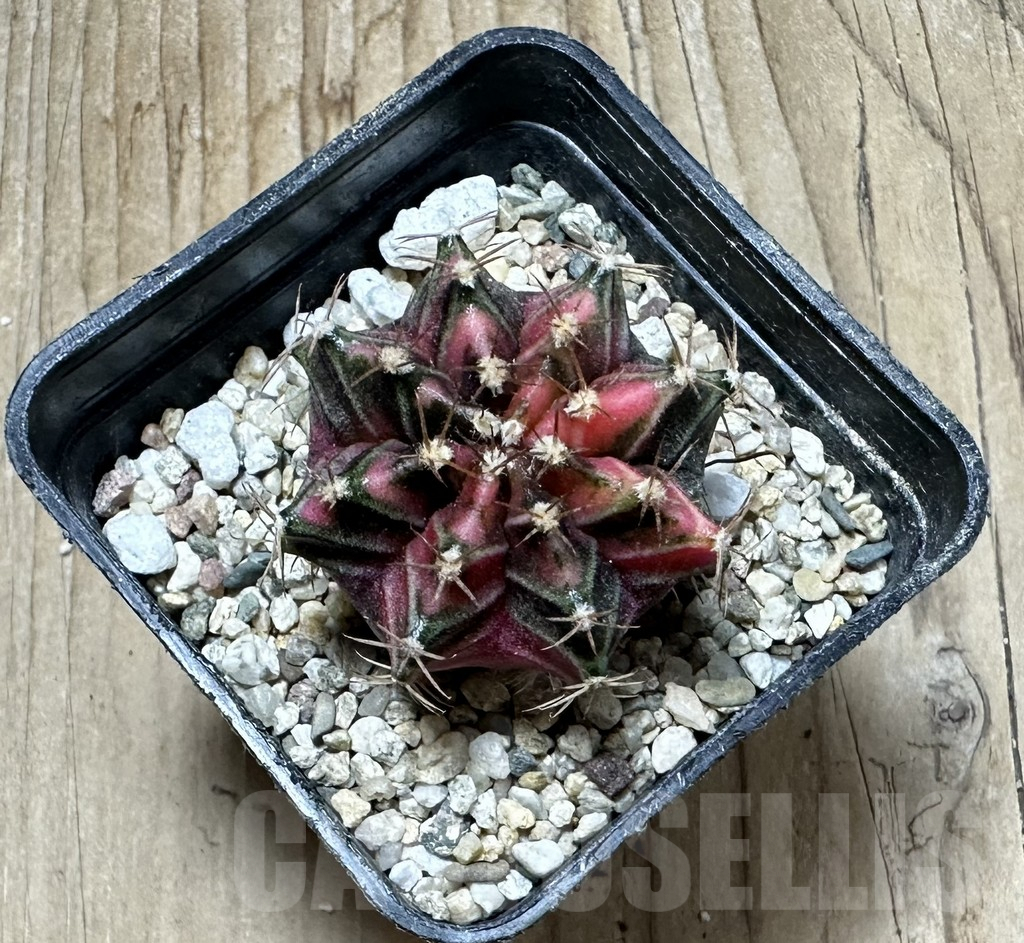 SHPR33935 Gymnocalycium mihanovichii f. variegata, seedling - Image 2