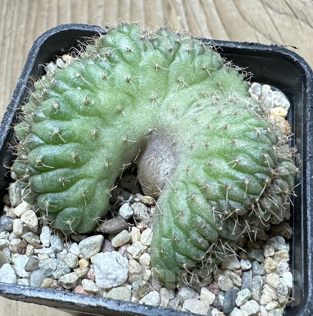 SHPR33936 Gymnocalycium sp. f cristata – Bild 2