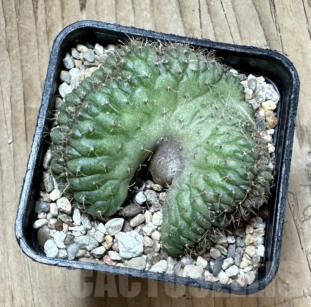SHPR33936 Gymnocalycium sp. f cristata – Bild 3