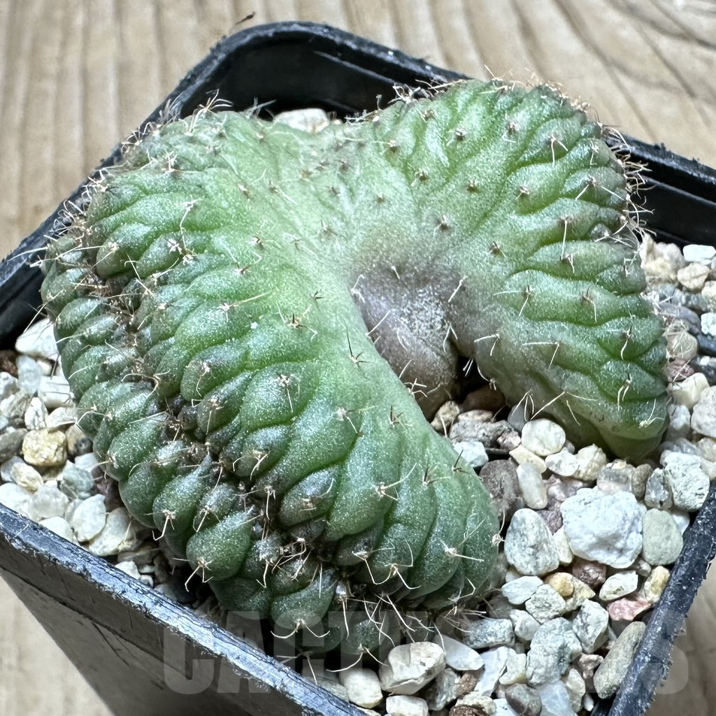SHPR33936 Gymnocalycium sp. f cristata