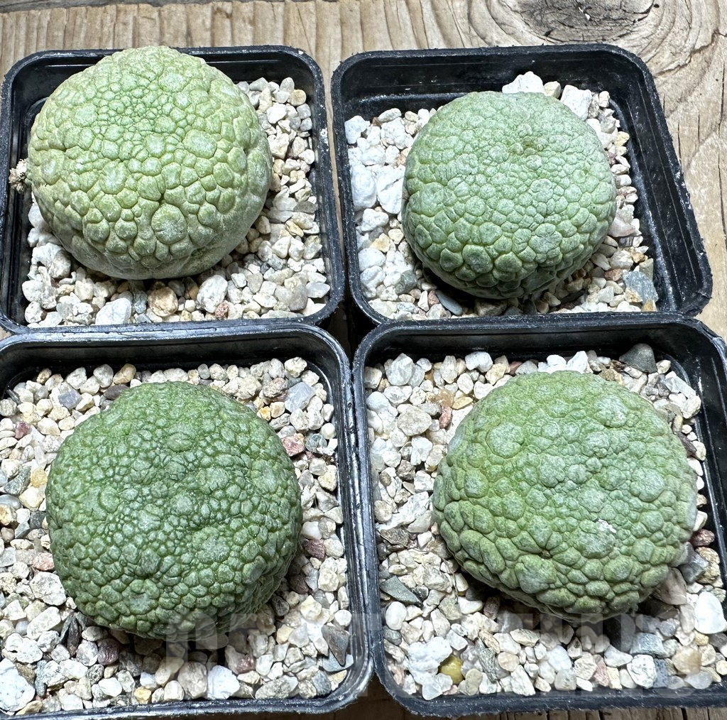 SET170 Pseudolithos migiurtinus, 4 plants