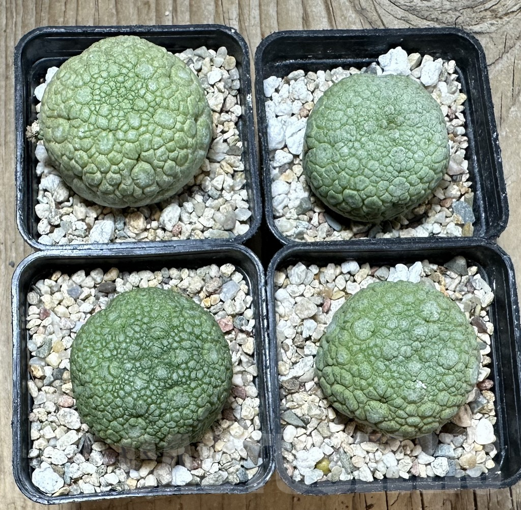 SET170 Pseudolithos migiurtinus, 4 plants - immagine 2