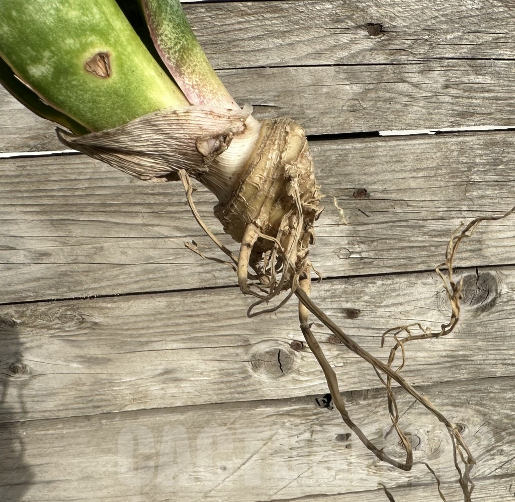 SHPR34039 Sansevieria 'Macrophylla' f. variegata - immagine 2