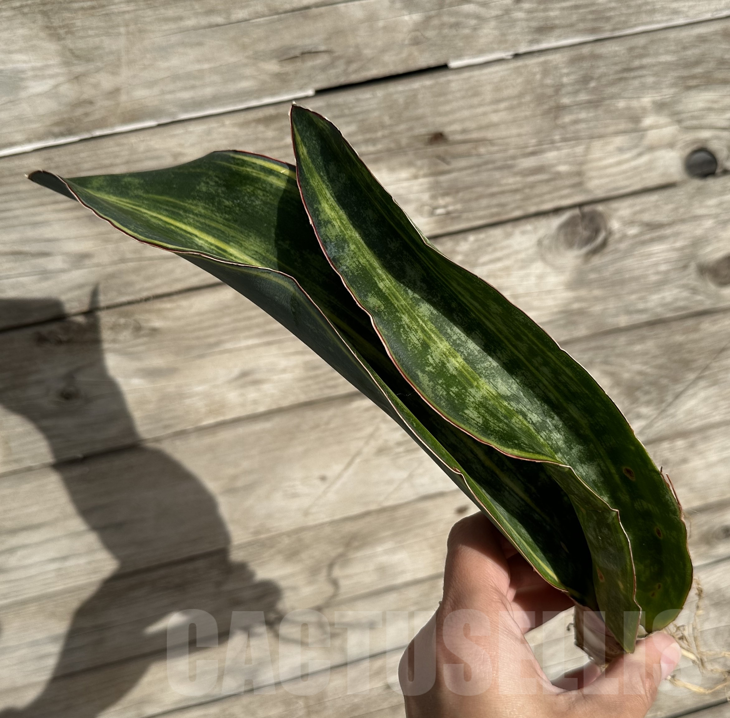 SHPR34039 Sansevieria 'Macrophylla' f. variegata - immagine 3