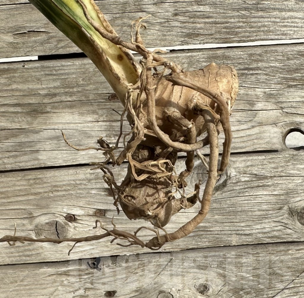 SHPR34040 Sansevieria 'Macrophylla' f. variegata - Зображення 2