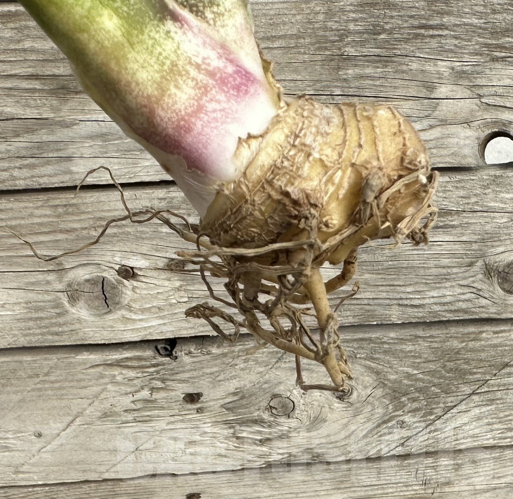 SHPR34041 Sansevieria 'Macrophylla' f. variegata - Зображення 2