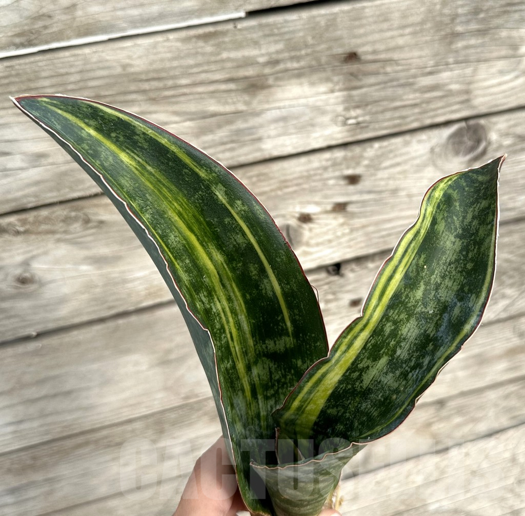 SHPR34041 Sansevieria 'Macrophylla' f. variegata