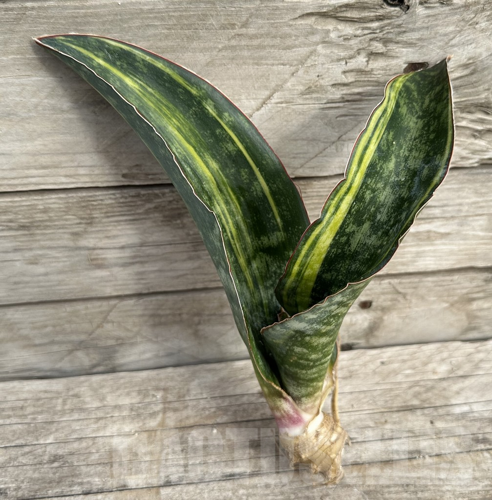 SHPR34041 Sansevieria 'Macrophylla' f. variegata - Зображення 3