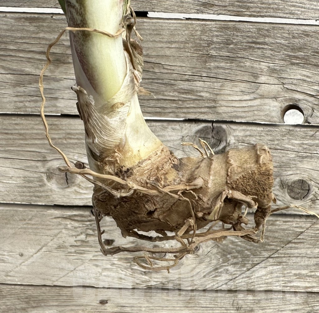 SHPR34044 Sansevieria 'Macrophylla' f. variegata - 画像 (4)