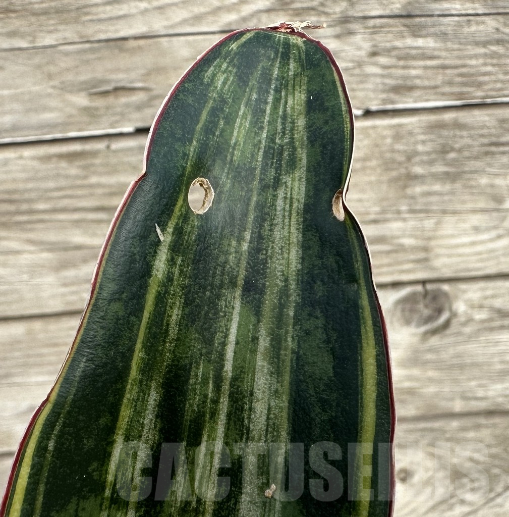 SHPR34044 Sansevieria 'Macrophylla' f. variegata - 画像 (3)