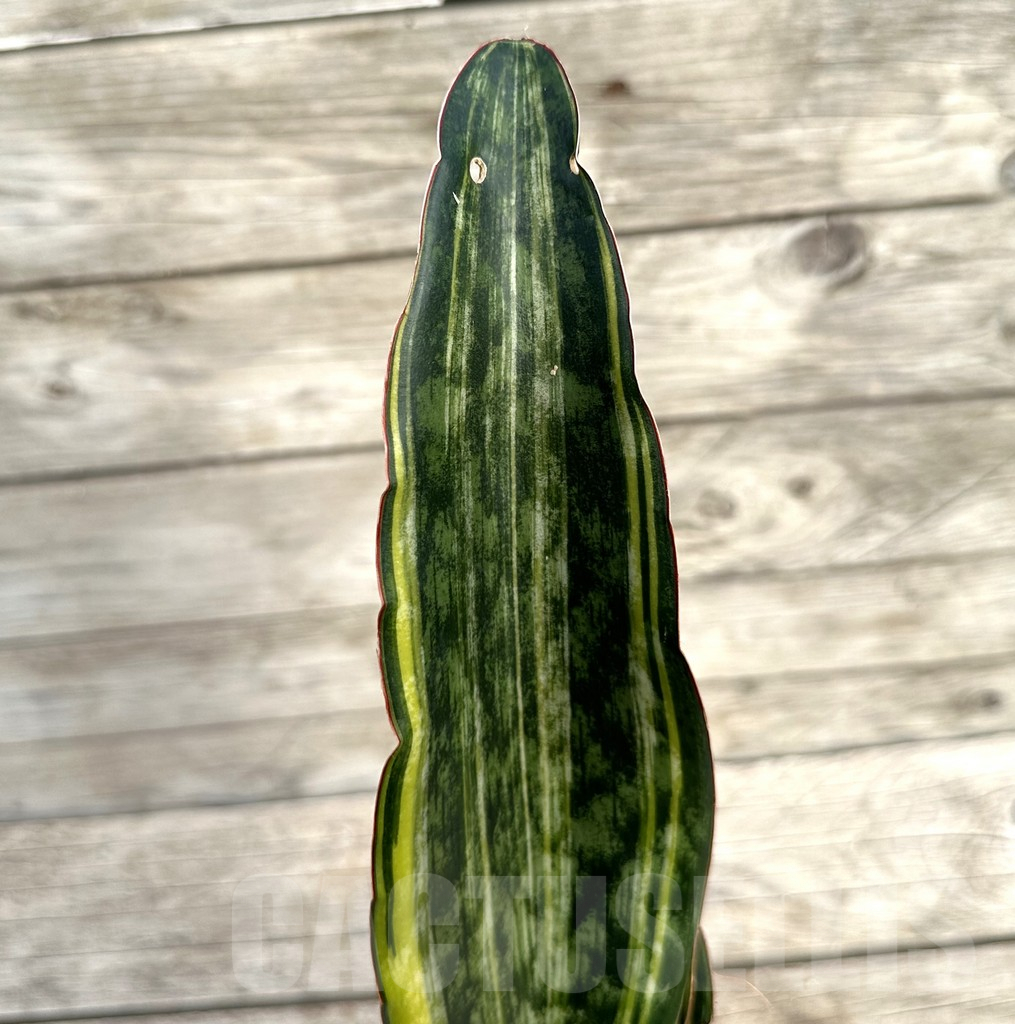 SHPR34044 Sansevieria 'Macrophylla' f. variegata