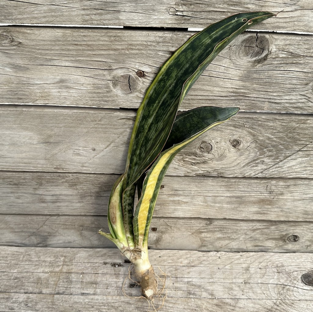 SHPR34044 Sansevieria 'Macrophylla' f. variegata - 画像 (2)