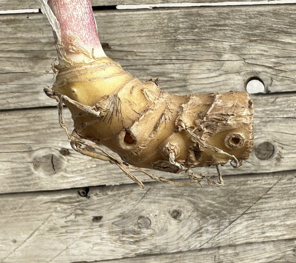 SHPR34045 Sansevieria 'Macrophylla' f. variegata - 画像 (2)