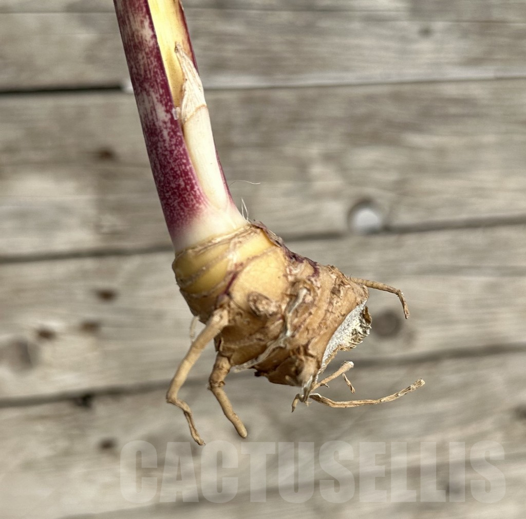 SHPR34046 Sansevieria 'Macrophylla' f. variegata – Image 2
