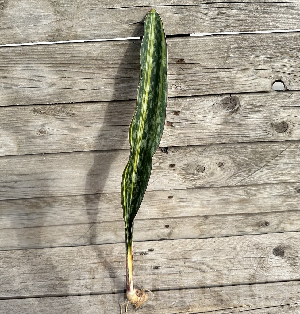 SHPR34046 Sansevieria 'Macrophylla' f. variegata – Image 3