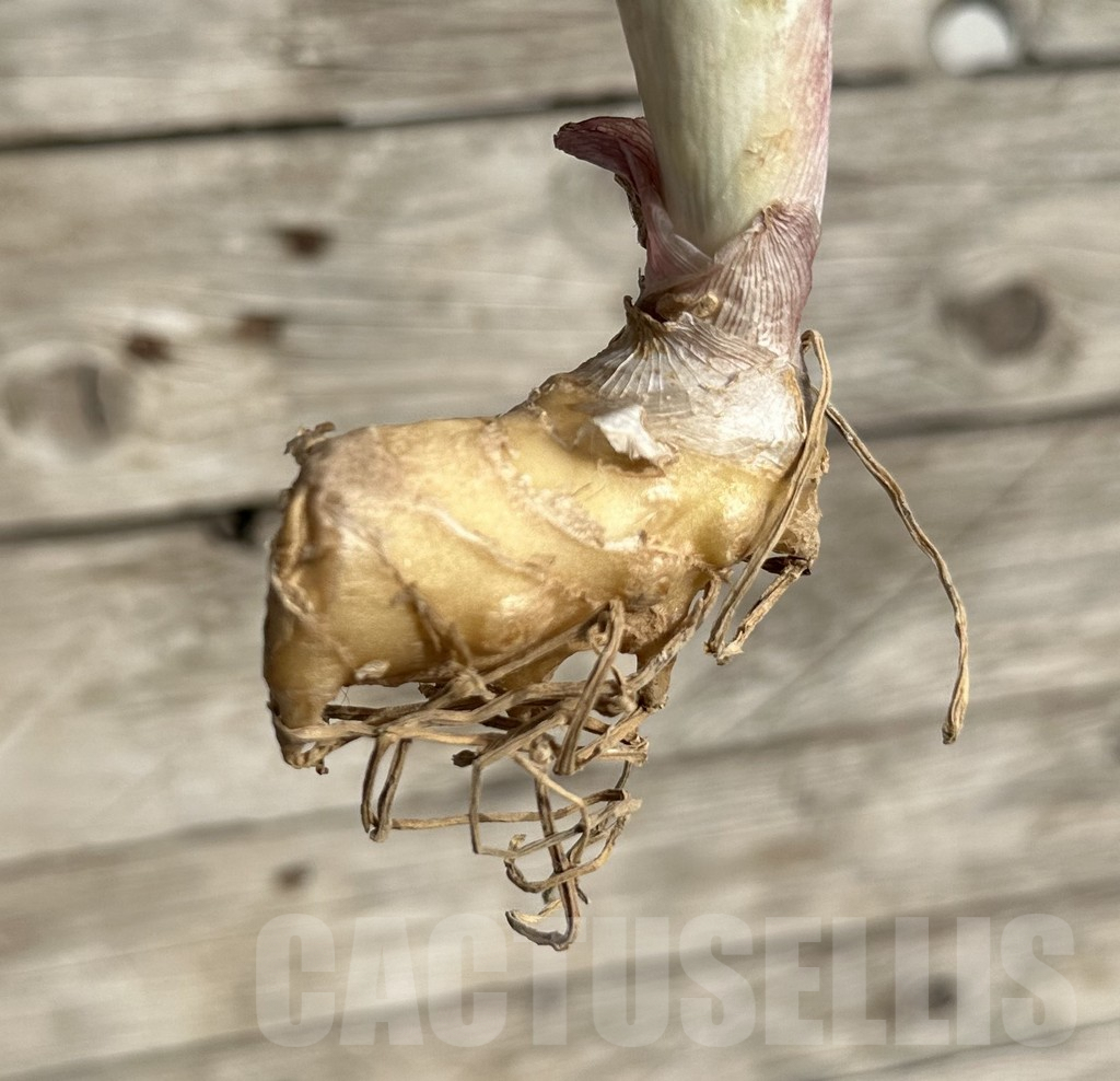 SHPR34047 Sansevieria 'Macrophylla' f. variegata - Image 3