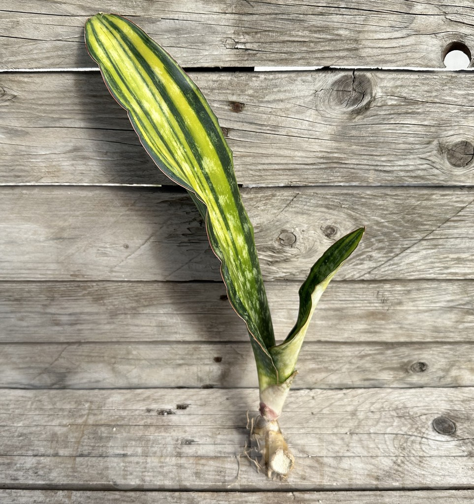SHPR34047 Sansevieria 'Macrophylla' f. variegata - Image 2