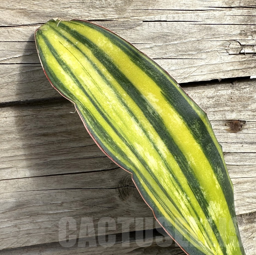 SHPR34047 Sansevieria 'Macrophylla' f. variegata
