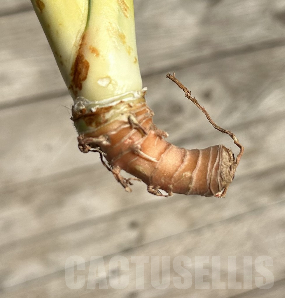 SHPR34061 Sansevieria ‘Asahi’ - Obrázek 3